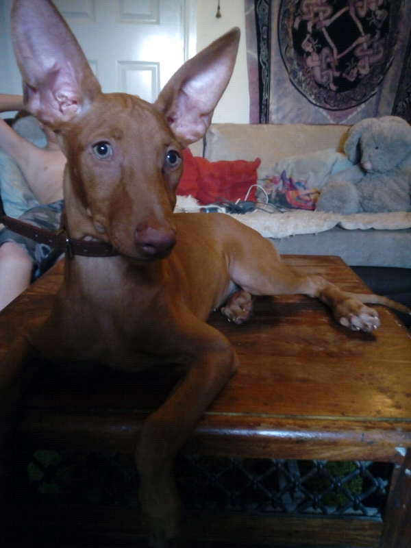 pharaoh hound puppies